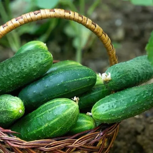 Cucumber