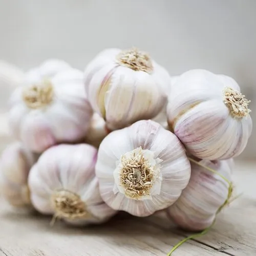 garlic
