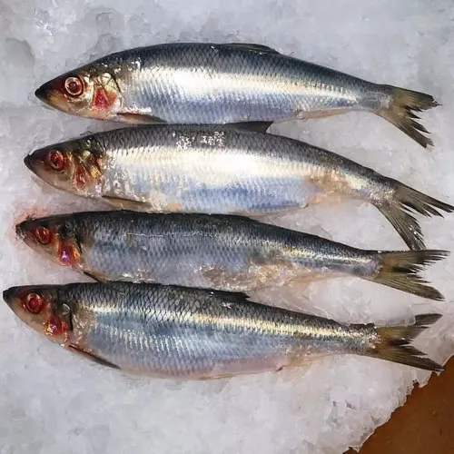 sardines