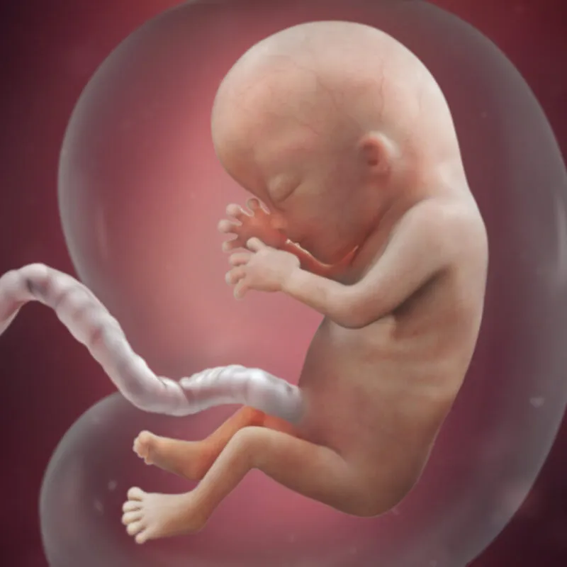 baby trimester