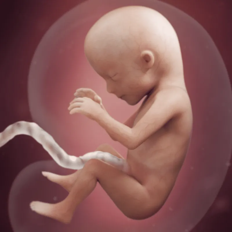 preg15fetussize