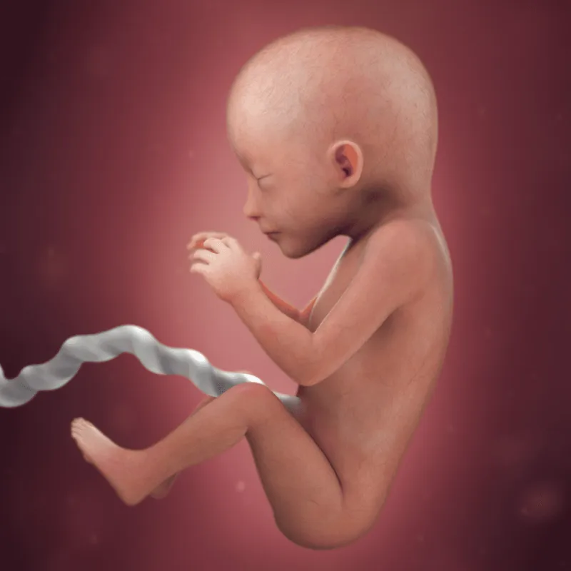 preg19fetussize
