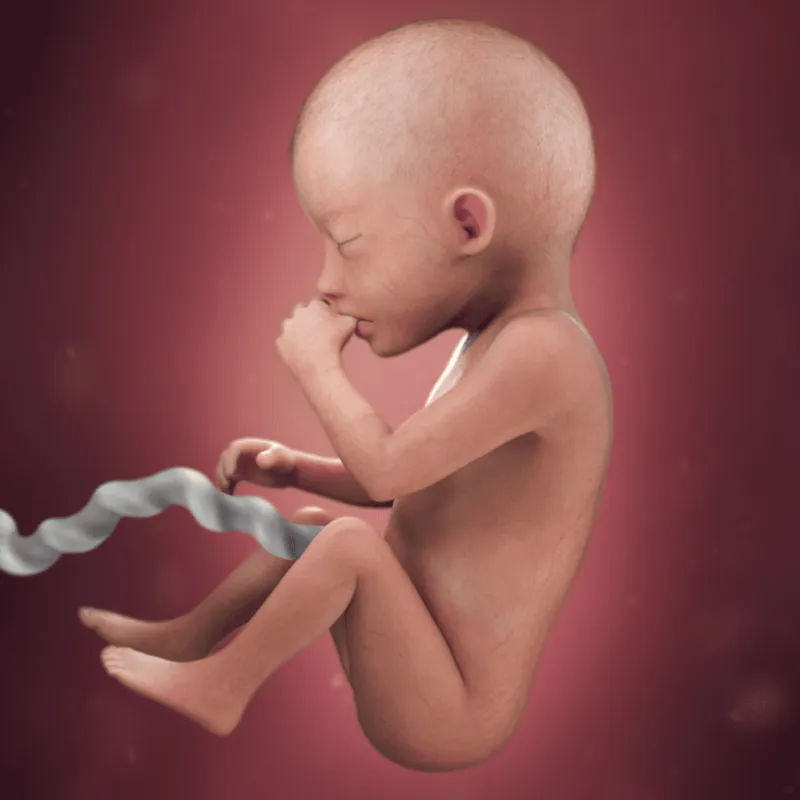 preg20fetussize