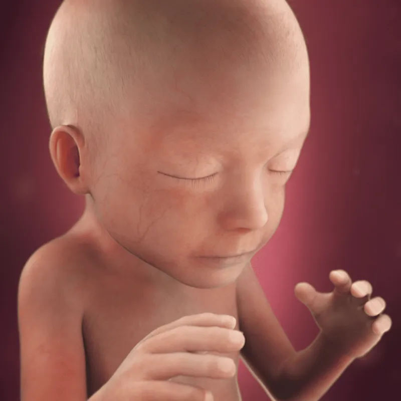 preg21fetussize