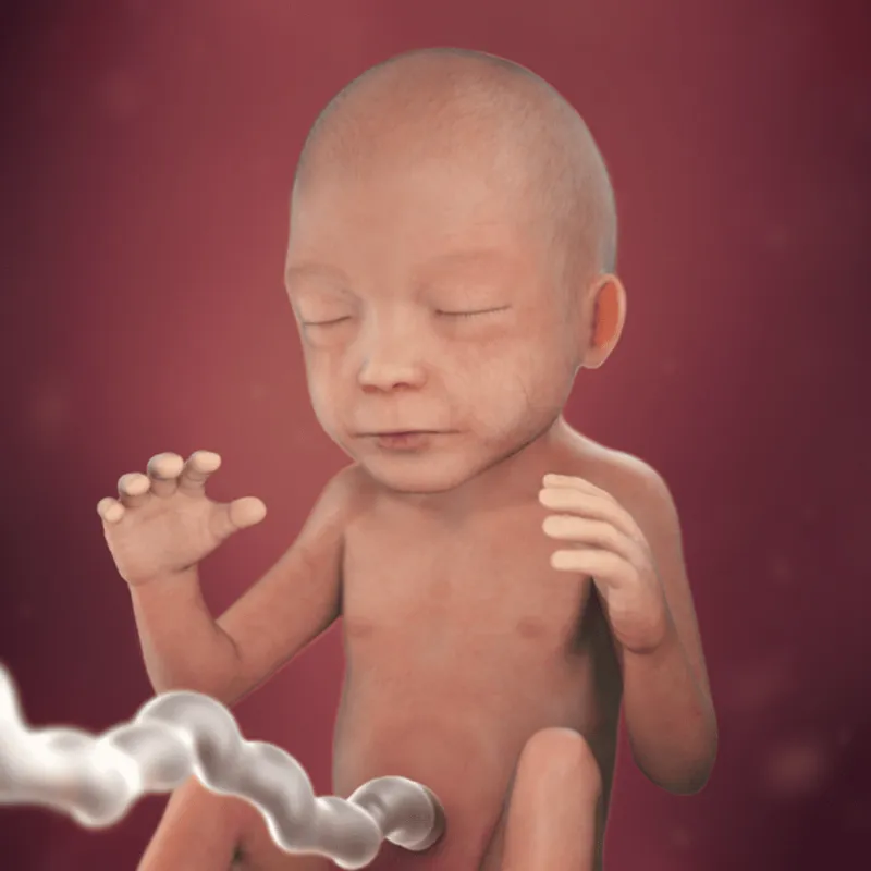 preg22fetussize