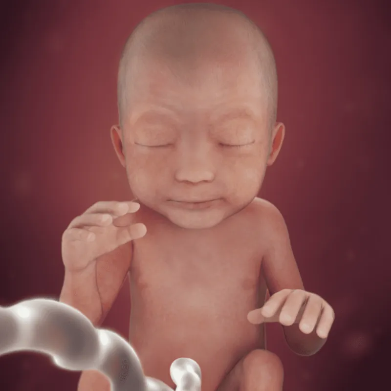 preg24fetussize