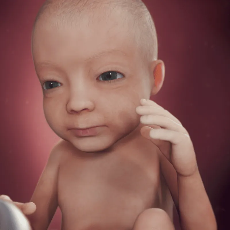 preg27fetussize