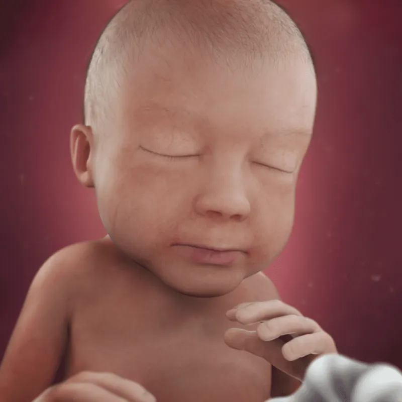 preg28fetussize