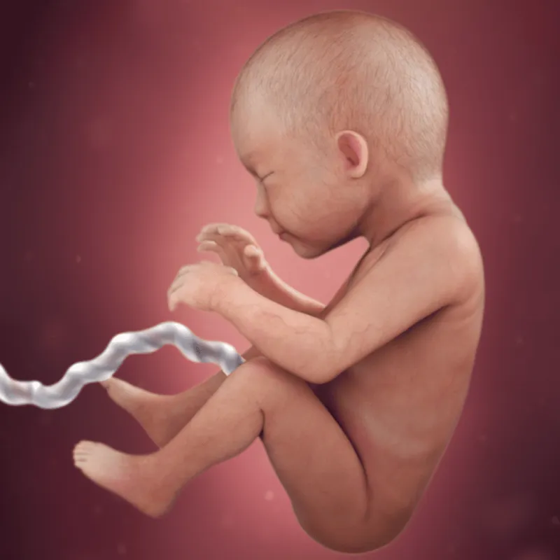 preg29fetussize