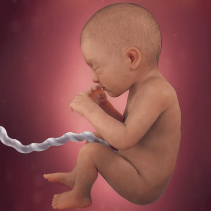 preg322fetussize