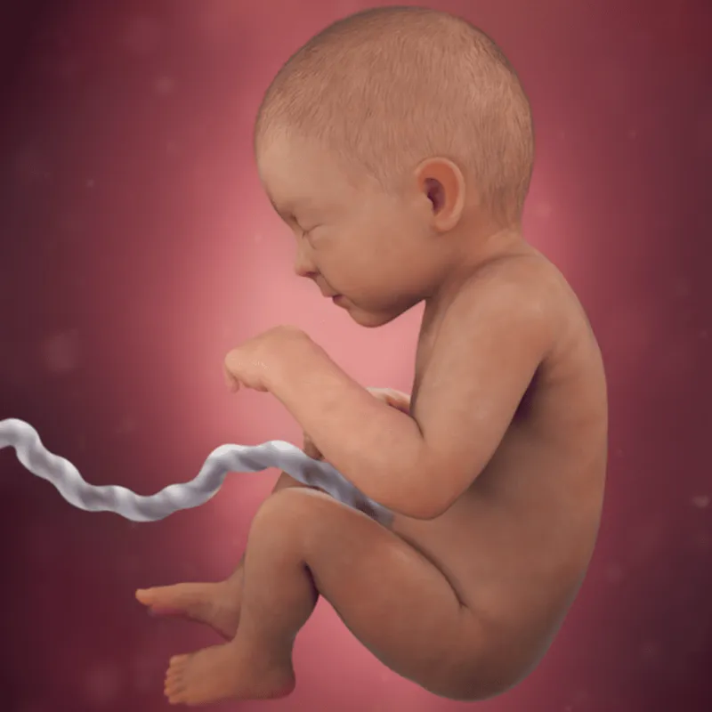 preg33fetussize