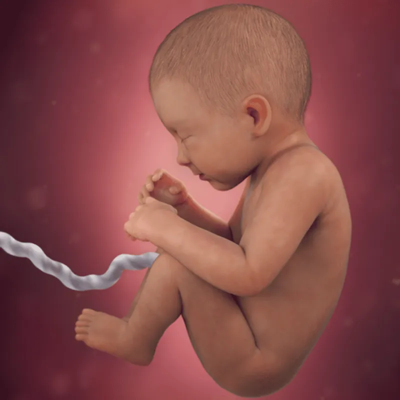 preg34fetussize