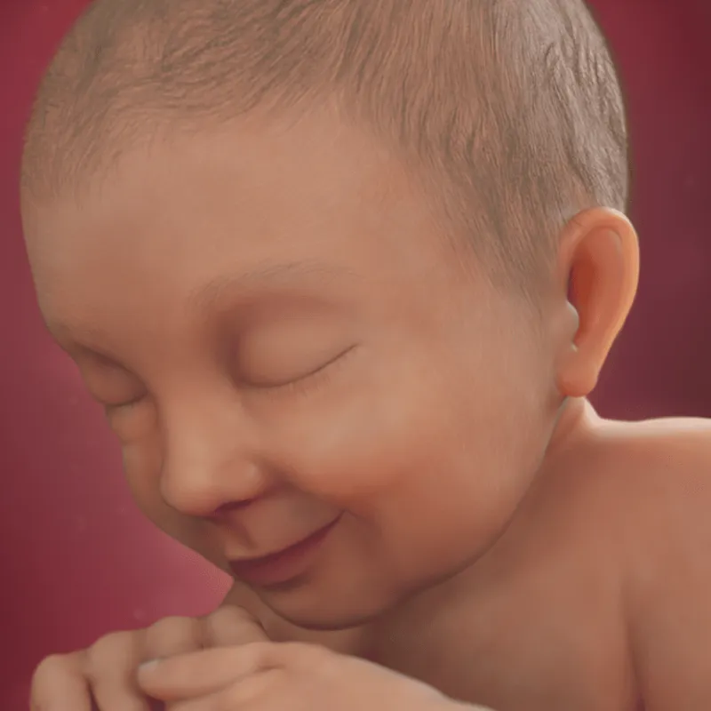 preg37fetussize