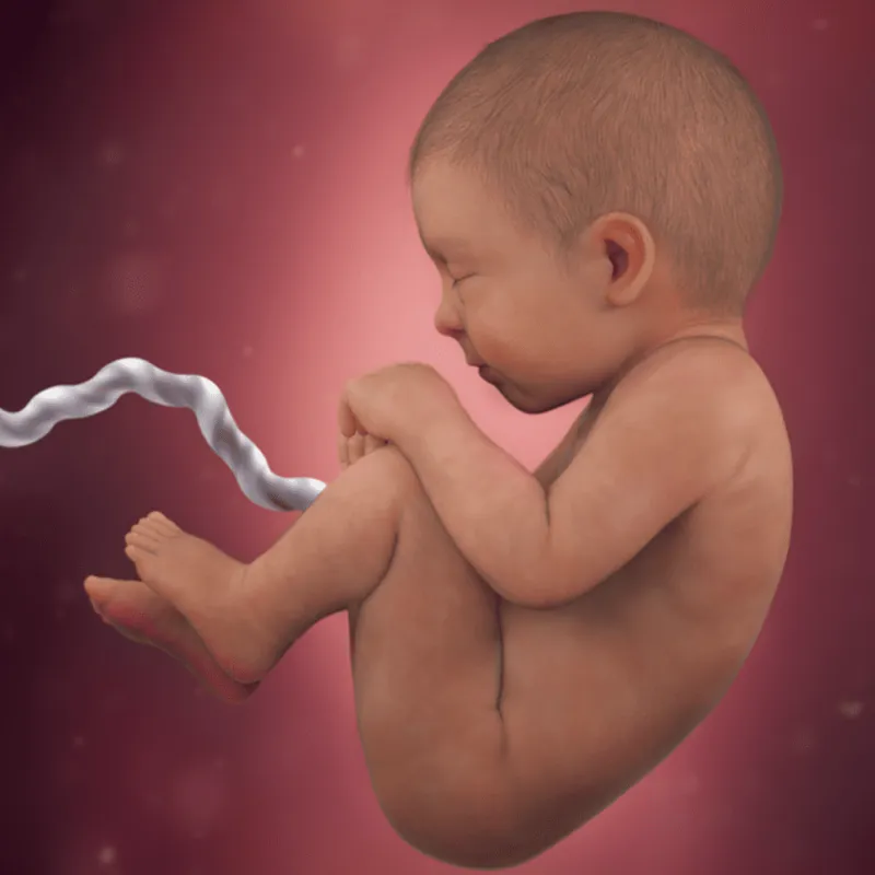 preg38fetussize