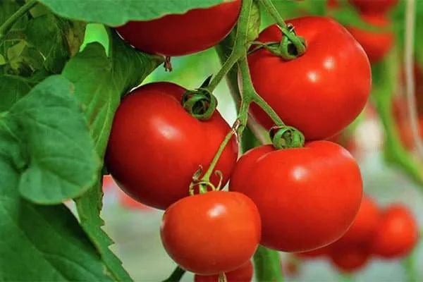 Tomatoes_super_foods