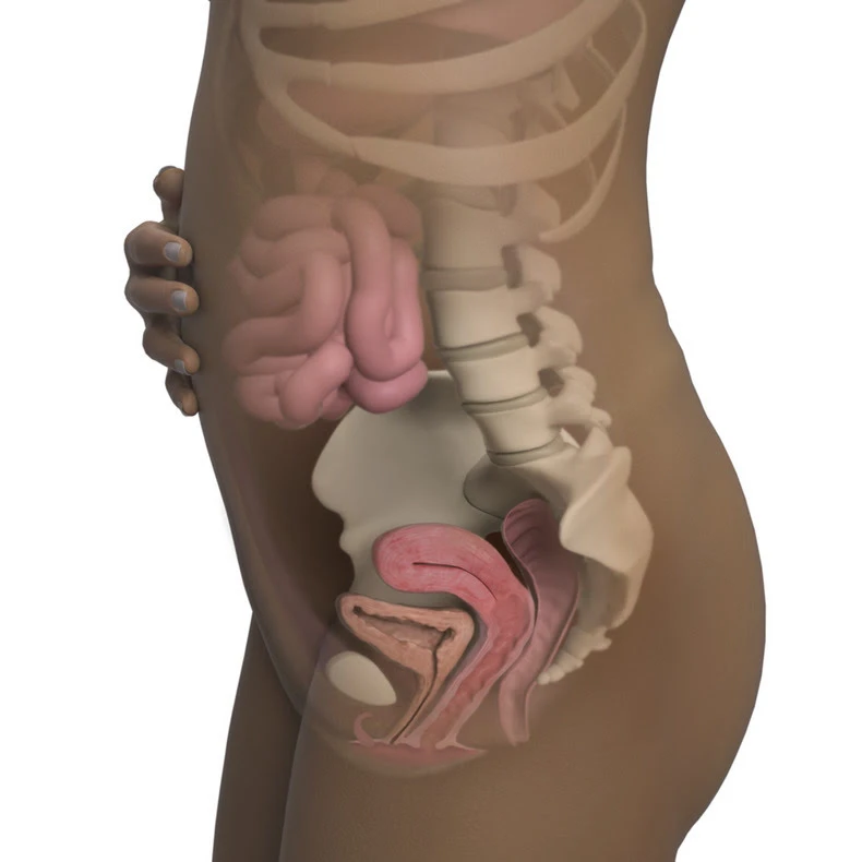 Pregnancy Trimester 1 Week 2