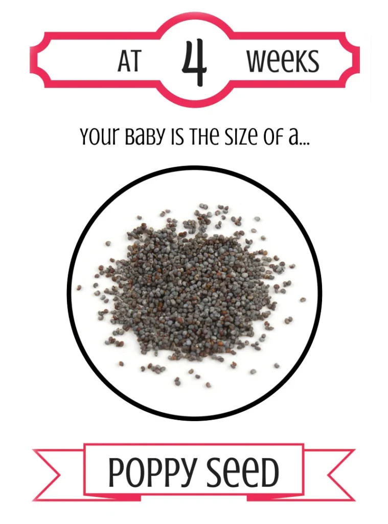 Pregnancy Trimester 1 Week 4