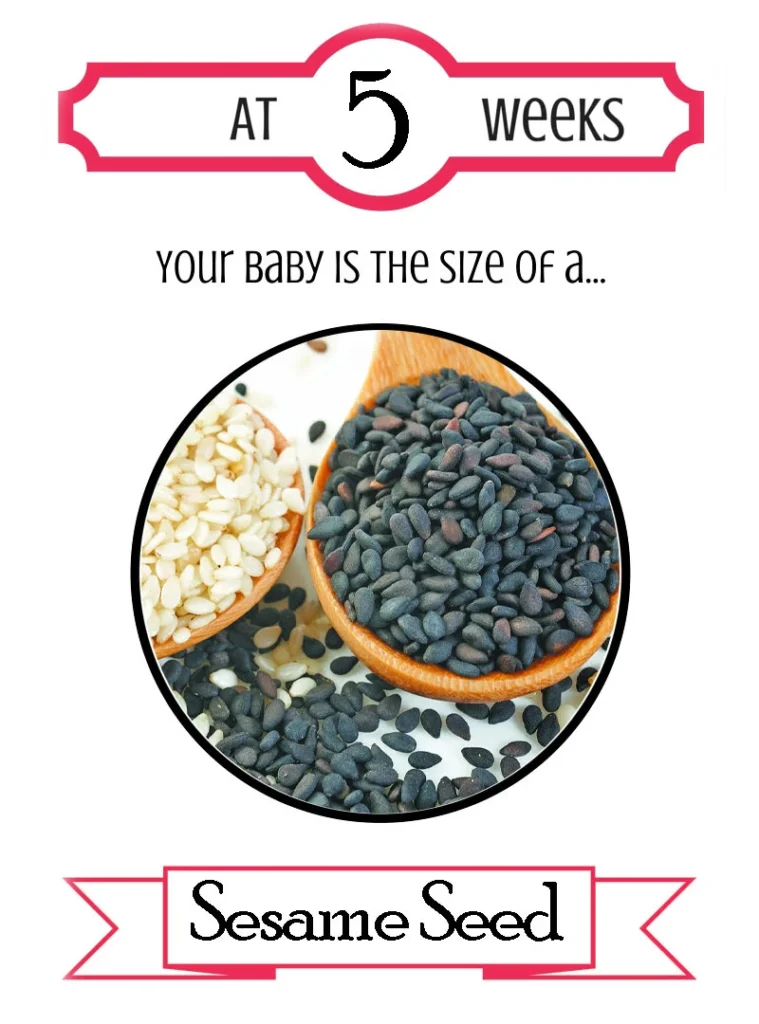 Pregnancy Trimester 1 Week 5
