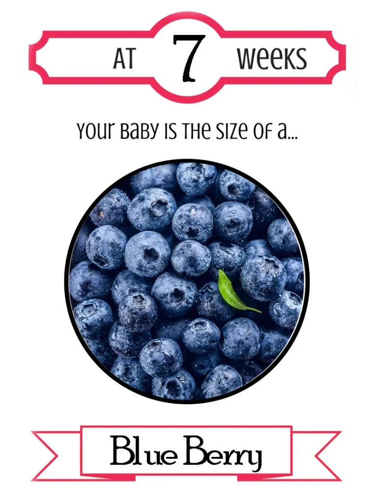 fetussizeweek7