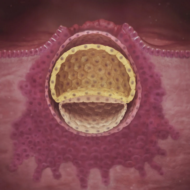 Pregnancy Trimester 1 Week 3