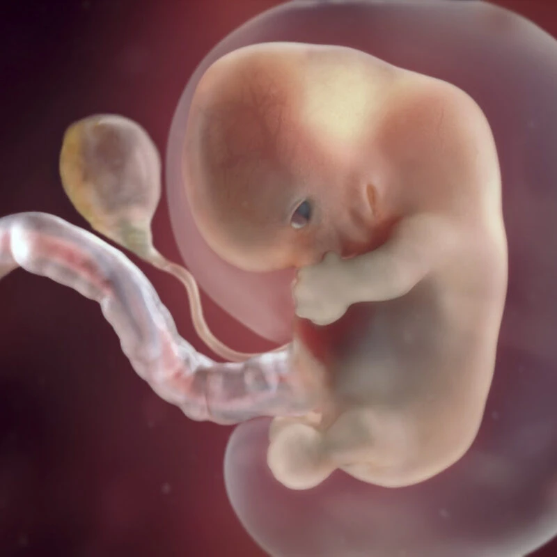 preg-week-8-