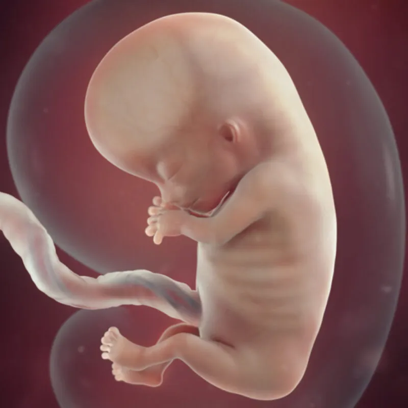 preg11fetussize