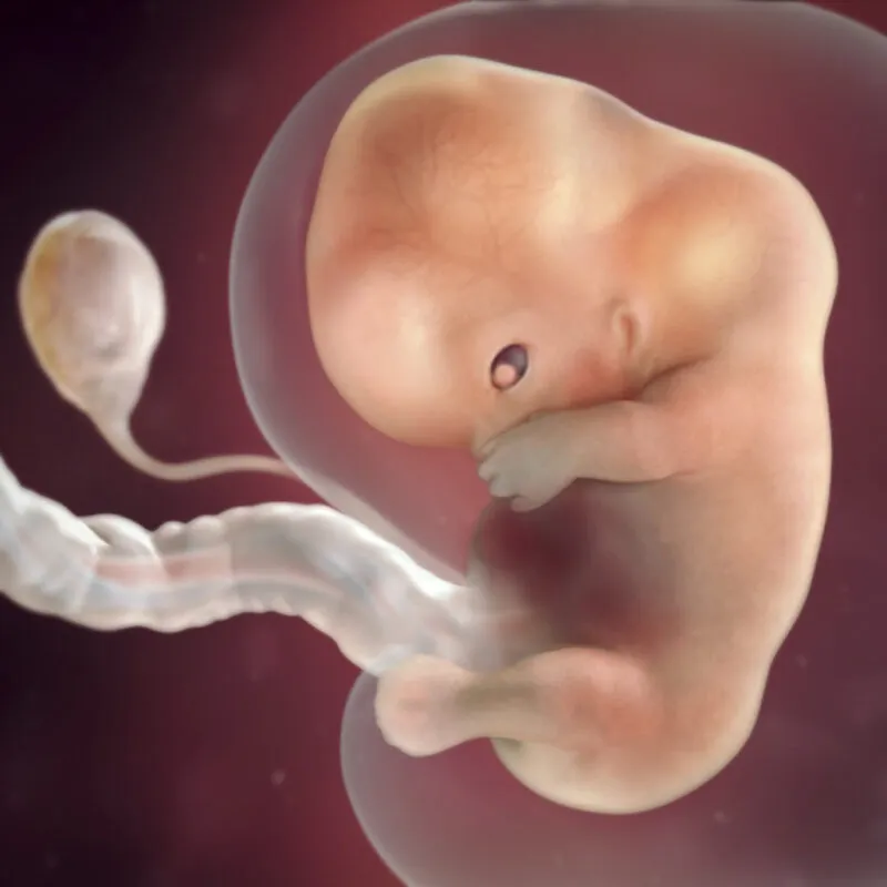 preg9fetussize