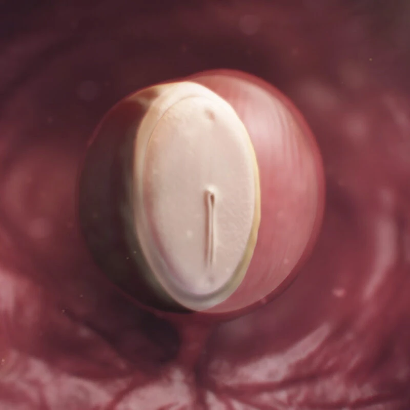Pregnancy Trimester 1 Week 4