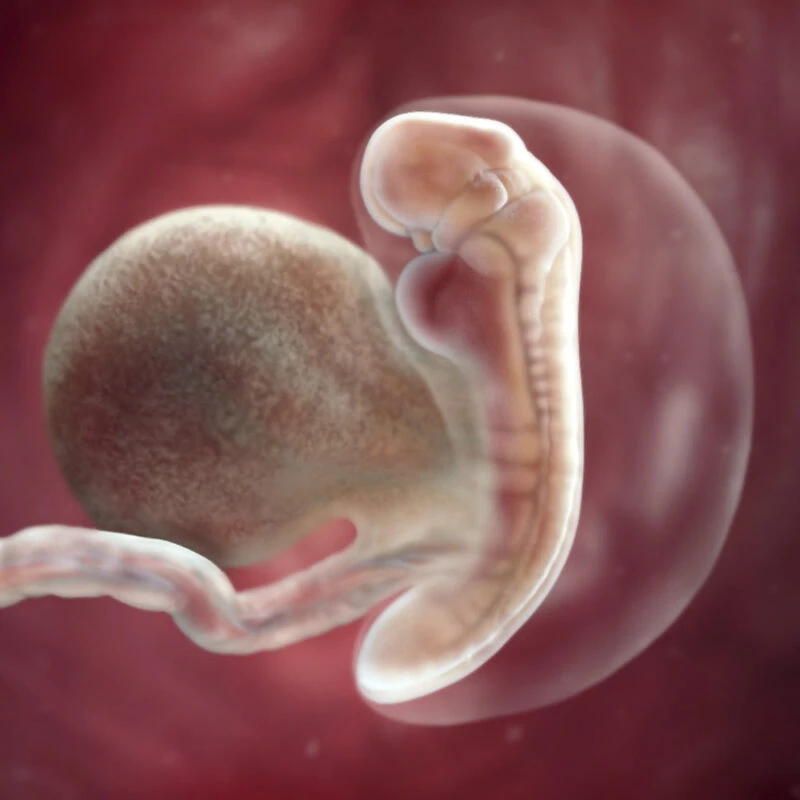 Pregnancy Trimester 1 Week 5