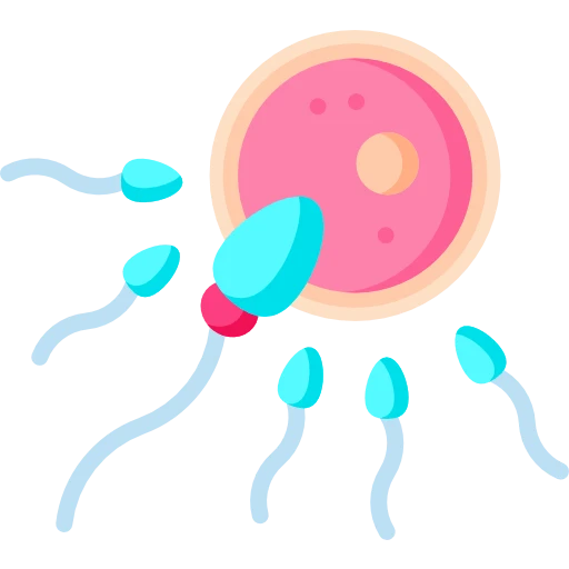 Pregnancy Trimester 1 Week 2